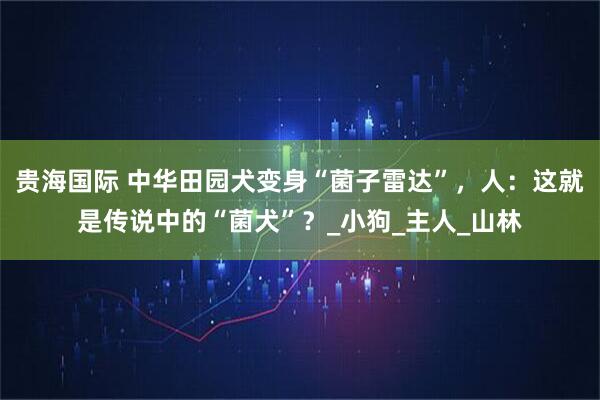 贵海国际 中华田园犬变身“菌子雷达”,人:这就是传说中的“菌犬”?_小狗_主人_山林
